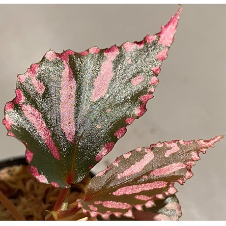 Begonia sp. ぼっち株 from Julau [R1214-01b]