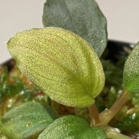 Homalomena sp. Red "Sabah-6" [R0515-03a]
