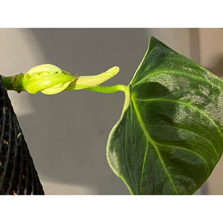 Philodendron triumphan