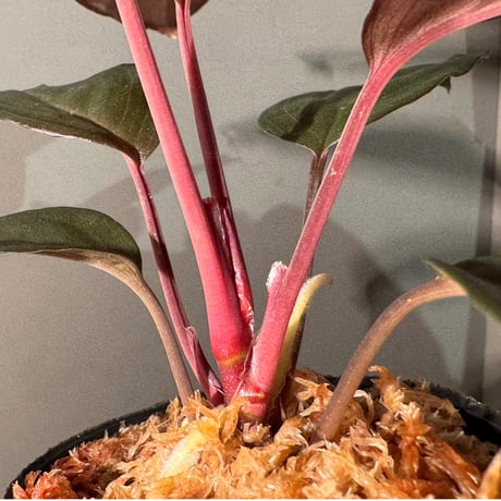 Homalomena sp. "Glossy Purple" from Malaysia