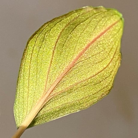 Homalomena sp. from Solok sumatera [LA0315-2]