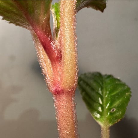 Acranthera sp. from Sekadau
