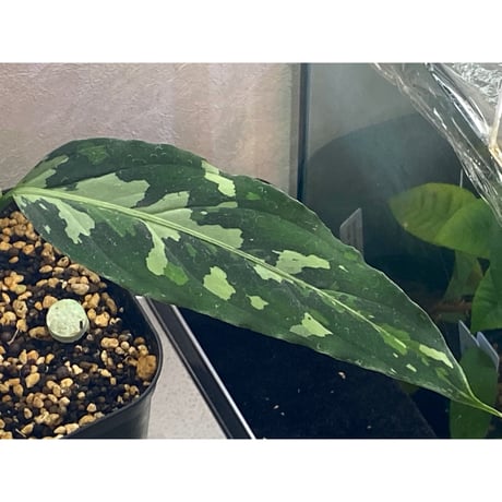 Aglaonema pictum tricolor from Aceh sumatera [LA0819-01b]