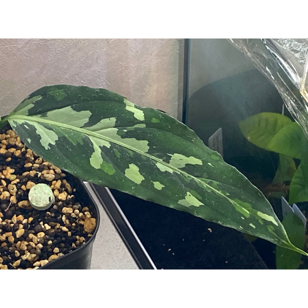 Aglaonema pictum tricolor from Aceh sumatera [L