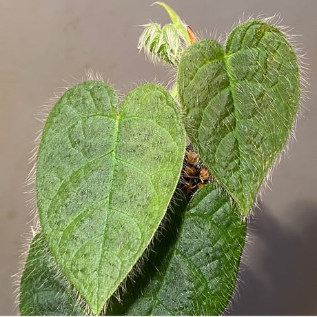 Ficus sp. from Selangor