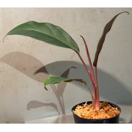 Apoballis sp. from Kalimantan Barat