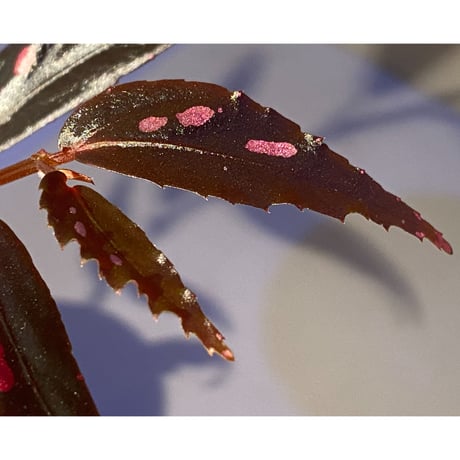 Begonia sp. from Julau [R1214-01b]