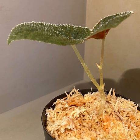 Begonia sp. from Trat Thailand ②