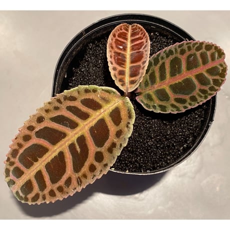 Labisia sp. from Riau sumatera [LA0815-01]