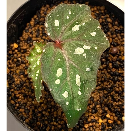 Begonia laruei from Berastagi [R0815-01]