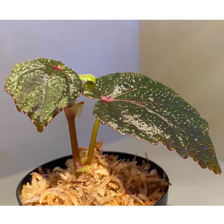 Begonia sp. from North Toraja [S0919-02] STRINGE PLANTS