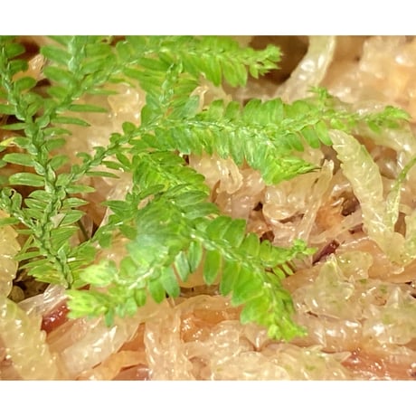 Selaginella biformis [STRINGE PLANTS]