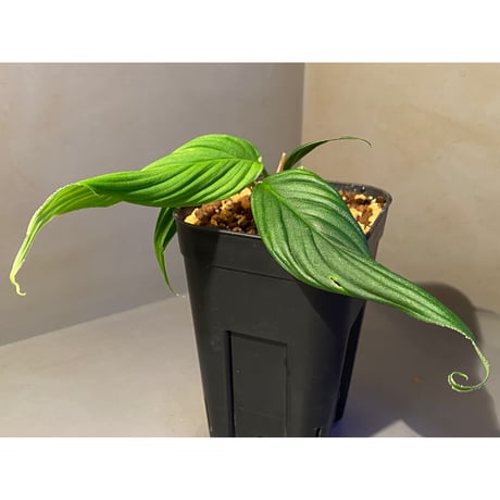 (大株) Homalomena sp. "蛟" from Sumatera Utara [LA0318-02]