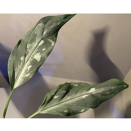 Aglaonema pictum A "しるば〜らいん" from Aceh sumatera [LA0315-4j]