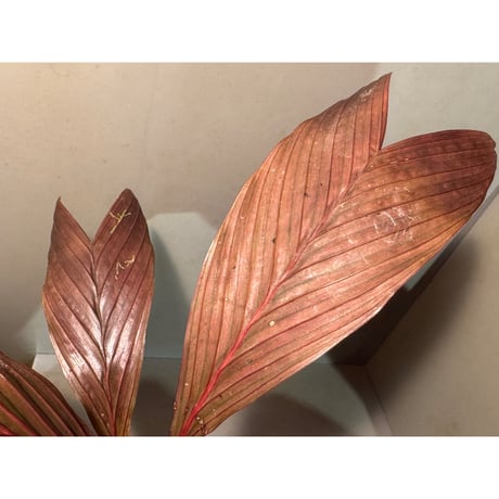 Pinanga veitchii from Sanggau West Kalimantan ②
