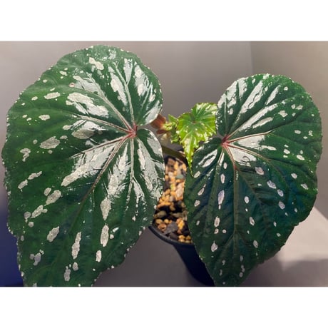 Begonia sp. from Keningau [TK190217]
