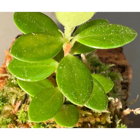 Plutarchia portillae [ECUAGENERA]
