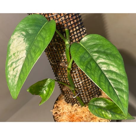 Philodendron sp. from Venezuela [tanakay]