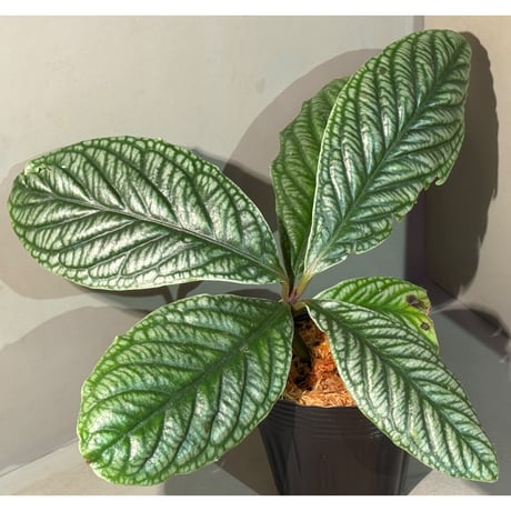 Labisia sp. from Vietnam