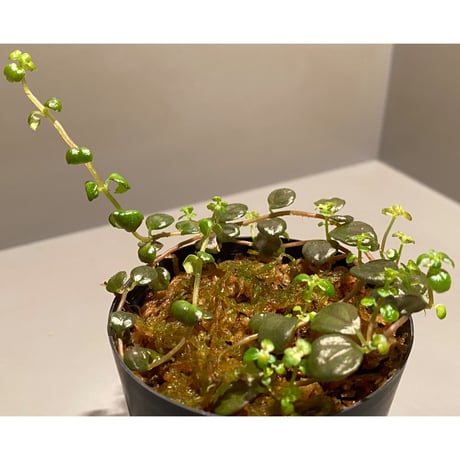 Pilea imparifolia from Iquitos Peru [tanakay]