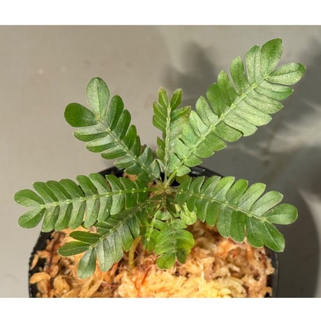 Biophytum cf. sensitivum [LA]