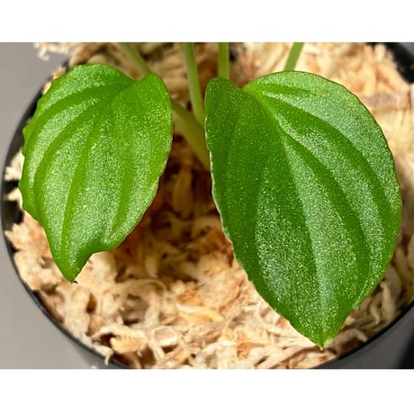 Homalomena sp. "Minimum" from Padan Utara [AZ0512-04]