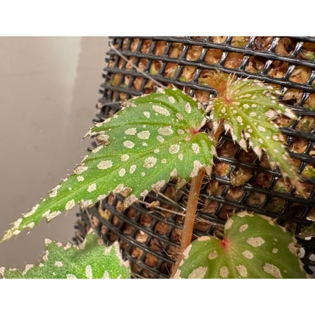 Begonia sp. from Luzon Aurora Philippines 標高500m付近　[KSB]