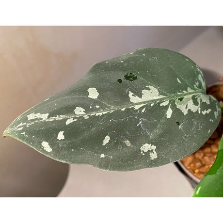 Aglaonema pictum A "しるば〜らいん" Aceh sumatera [LA1117-05j]