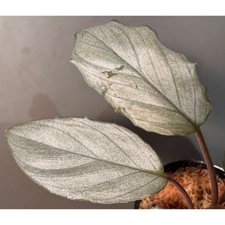 Homalomena sp. "Pink Velvet Long Leaf" from Kepulauan Riau