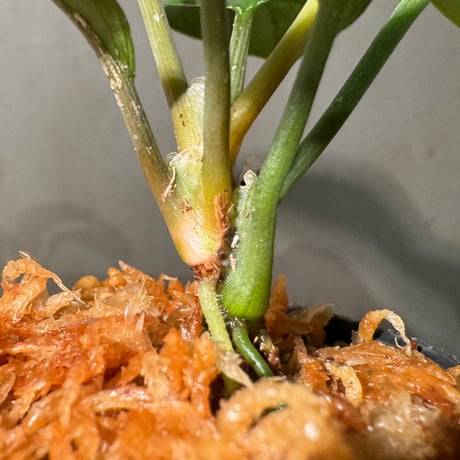 Homalomena sp. "Aceh selatan2" Sumatra [TB]