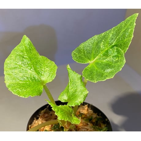 Begonia sp. from Na Hang ベトナム北部産 [TK]
