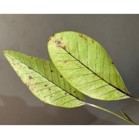 Selliguea cf. triloba from Aceh sumatera