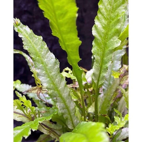 Microsorum sp. Short Dragon Tail