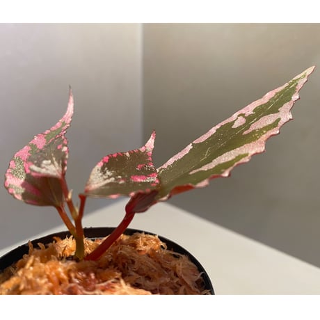 Begonia sp. ぼっち株 from Julau [R1214-01b]