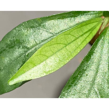 Elatostema sp. from Aceh sumatera [LA0914-1n]