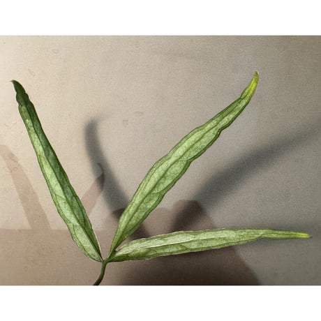 Anthurium aff. eminens