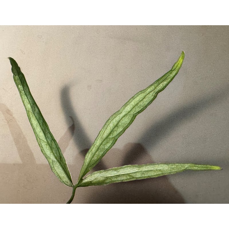 Anthurium aff. eminens | M・R・G・R