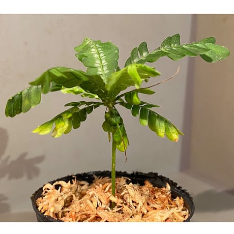 Biophytum sp. BB8th [LA]