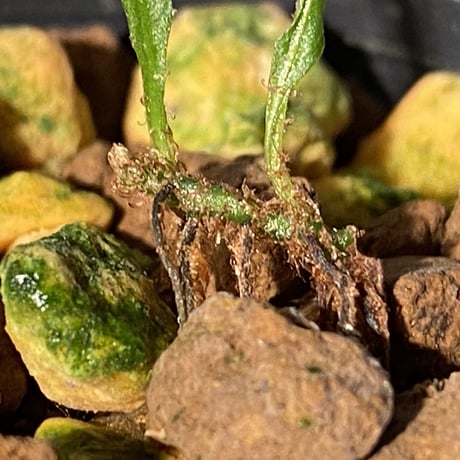 Microsorium sp. from Saripoi [LA0515-02]