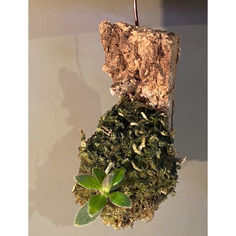 Columnea cf. crassifolia from Colombia [LA0316-03-f1]