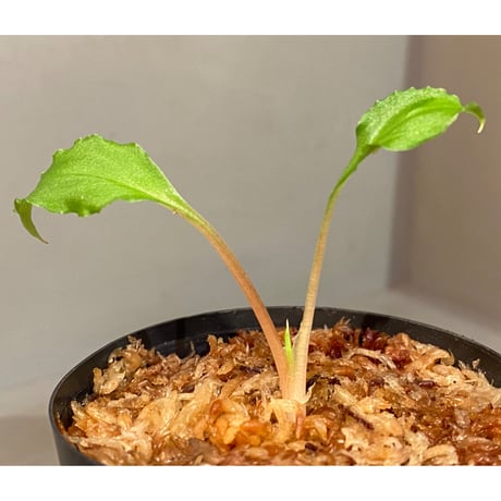 Homalomena sp. from Riau sumatera [LA0815-01]
