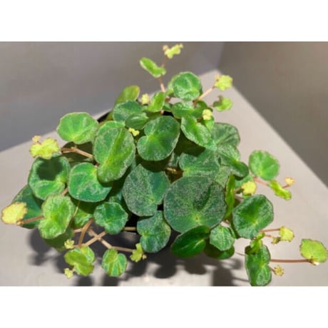 Begonia lichenora (sp.Mini) from Kalimantan Sarawak border [LA]