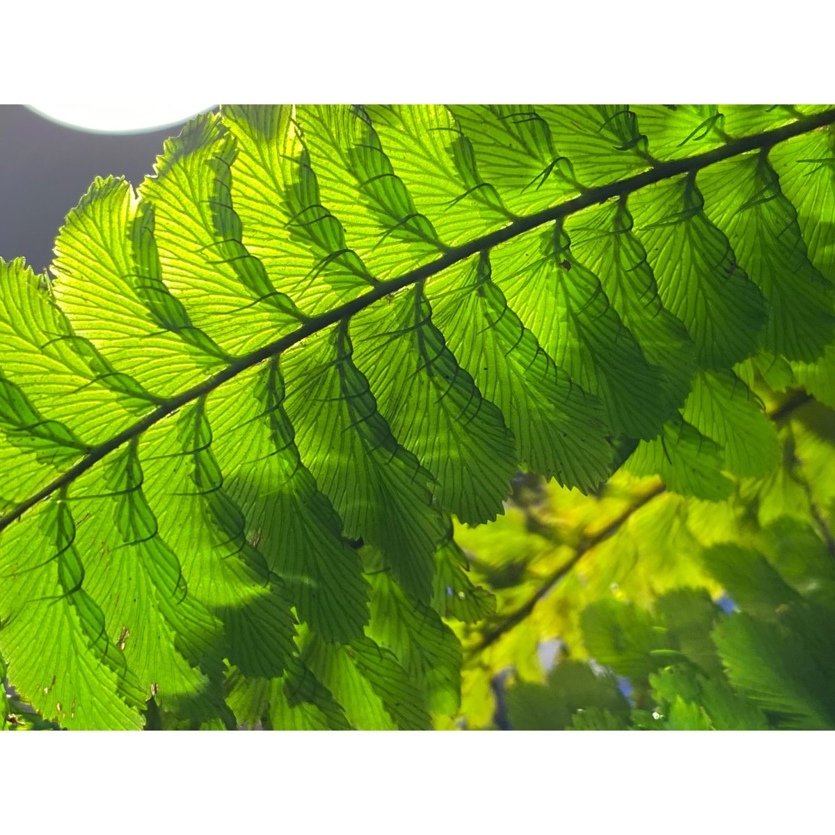 Cephalomanes sp. from Khlong Yai Trat Thailand