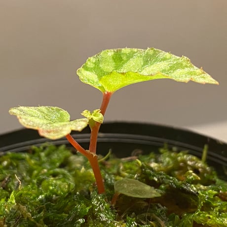 Begonia chlorosticta (Green) from Borneo Sarawak