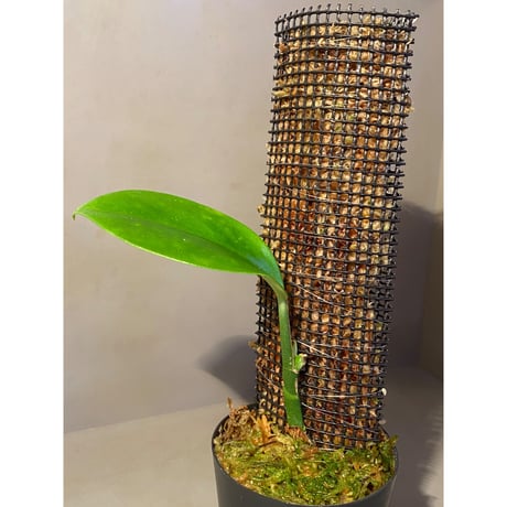 Rhaphidophora sp. from Trat Thailand