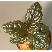 Ardisia sp. from Bengkulu [LA0315-1]