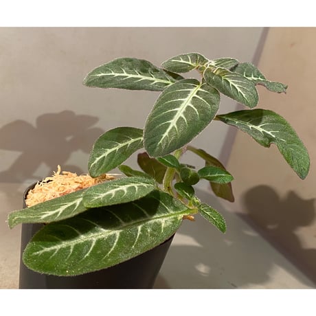 Codonoboea cf. pumilla from Riau sumatera [LA1119-02]