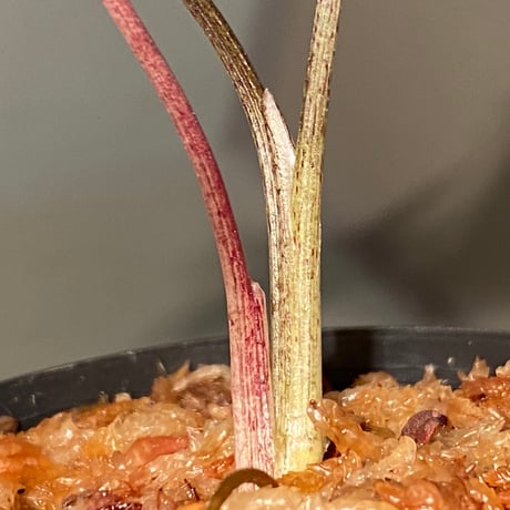Syngonium sp. from Choco Colombia [tanakay]