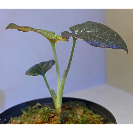 Syngonium sp. from Choco Colombia [tanakay]