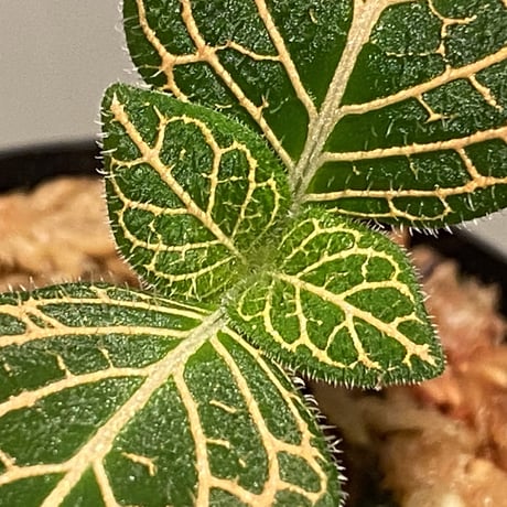 Argostemma neurocalyx from Riau sumatera [LA0815-02]